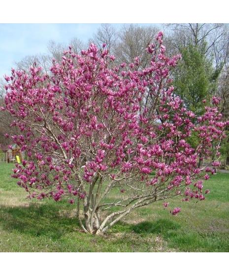 Jane Magnolia Shrub