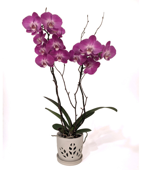 Grace - Elegant Blooming Orchid