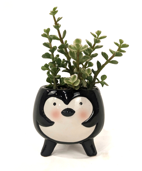 Pippin - A Succulent Penguin Planter