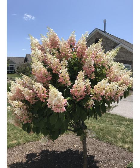 Pinky Winky Hydrangea Tree