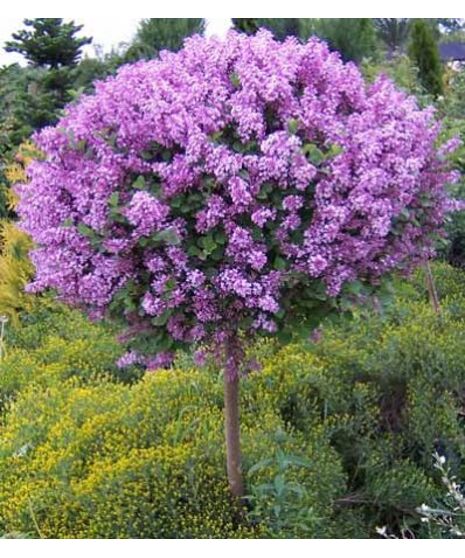 Grafted Lilac Tree - Syringa x Bloomerang Dark Purple