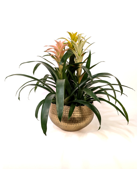 Flowering Plants