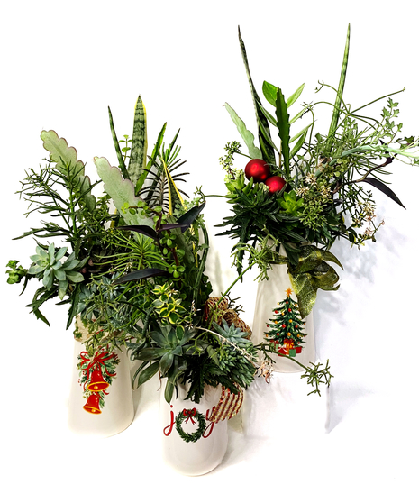 Festive Succulents