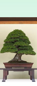 Bonsai Plant Care Vandersalm S Kalamazoo Flower Delivery Photo Of A Bonsai Tree