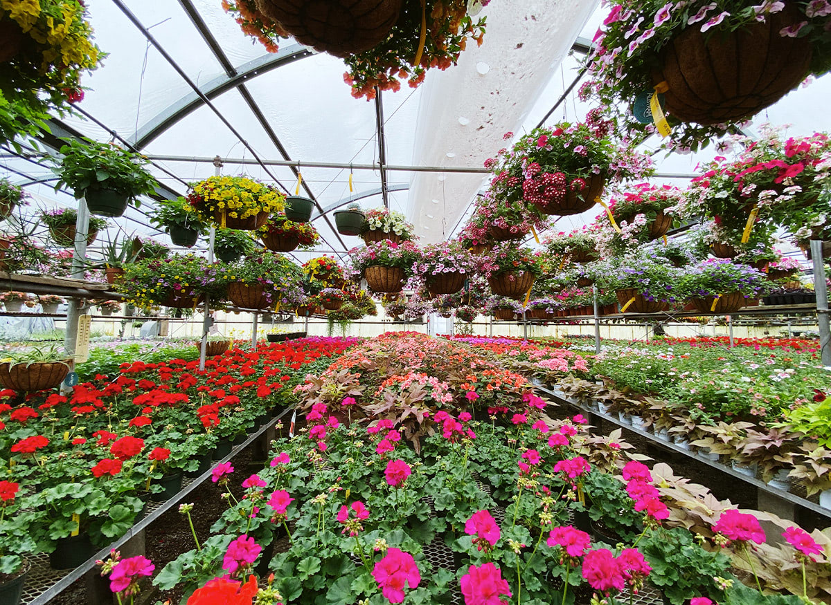 Kalamazoo Flower Delivery by VanderSalm's Florist MI Satisfaction