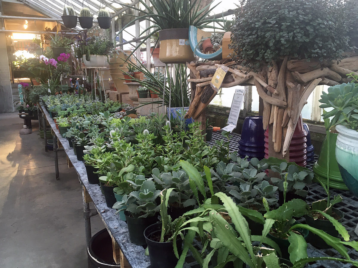 Kalamazoo Flower Delivery by VanderSalm's Florist MI Satisfaction